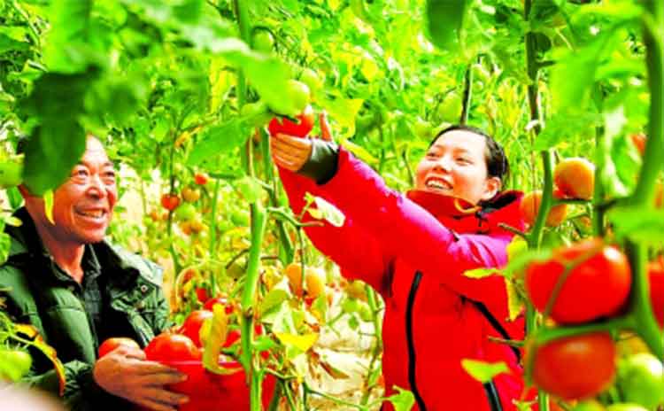 含腐殖酸水溶肥效果怎样?对土壤有何作用?-寿光红旗科技有限公司