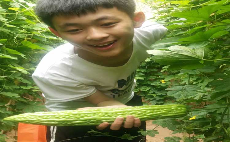 含腐殖酸水溶肥效果怎样?对土壤有何作用?-寿光红旗科技有限公司