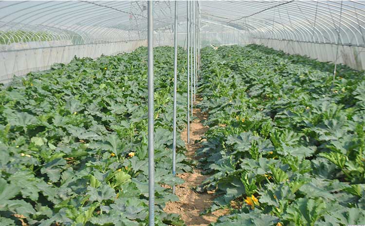 有机水溶肥生产企业哪家好?该怎样选择呢?-寿光红旗科技有限公司