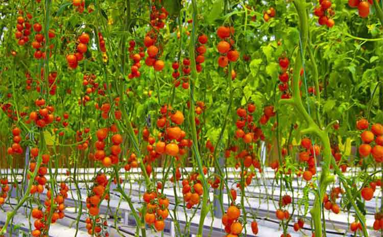 怎样才能种植好番茄？番茄喜欢什么水溶肥？-寿光红旗科技有限公司