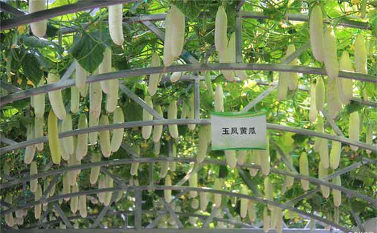 为何专家建议有机水溶肥一定要用?奥妙在那里?-寿光红旗科技有限公司