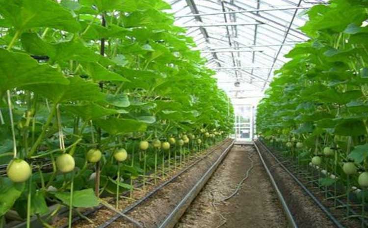 关于水溶肥的价格,山东水溶肥厂家告诉您真相!-寿光红旗科技有限公司
