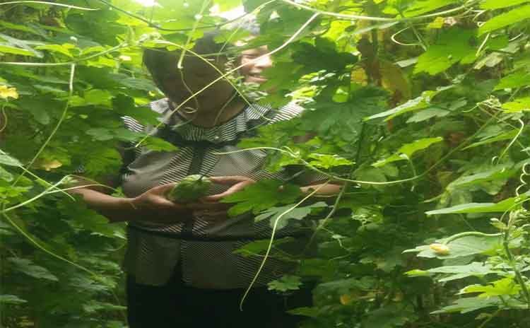 如何辨别寿光水溶肥的真假?教你一招永不受骗!-寿光红旗科技有限公司