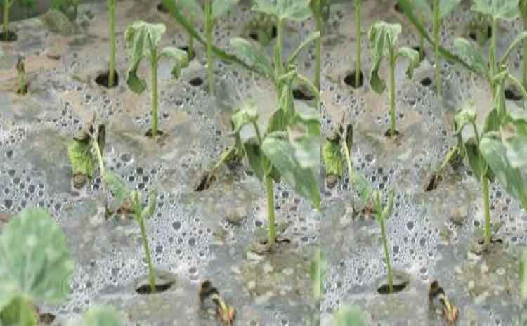 刚种上的蔬菜苗为何一夜枯萎了?跟寿光水溶肥有关系吗?-寿光红旗科技有限公司