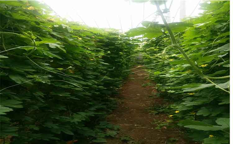 藏在山东水溶肥生产厂家里的秘密,你知道多少呢?-寿光红旗科技有限公司