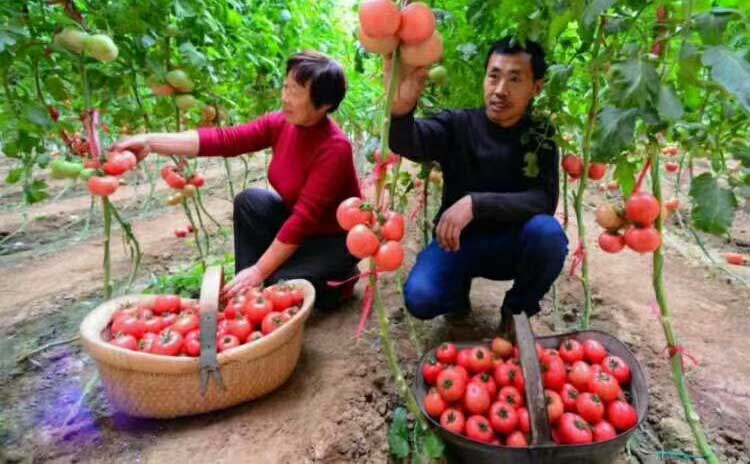 蔬菜怎样选择水溶肥?水溶肥您用对了吗?-寿光红旗科技有限公司