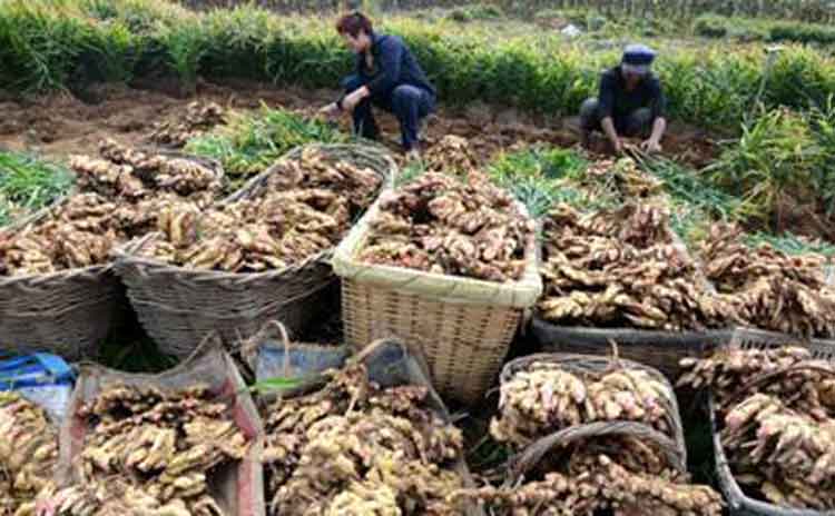 莱州大姜用什莫水溶肥好?-寿光红旗科技有限公司