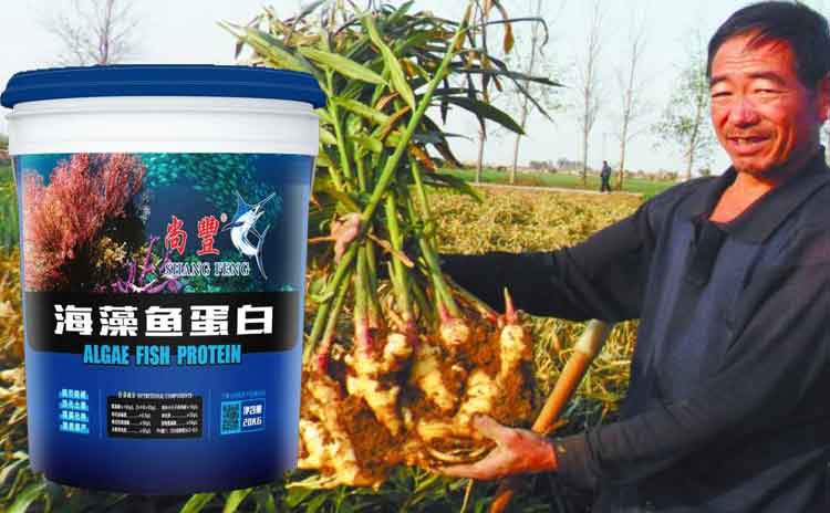 海藻鱼蛋白水溶肥简介-寿光红旗科技有限公司