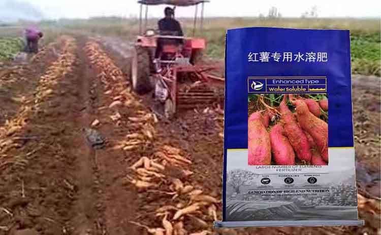 宁夏种植红薯用什莫水溶肥好?请选红薯专用肥!-寿光红旗科技有限公司