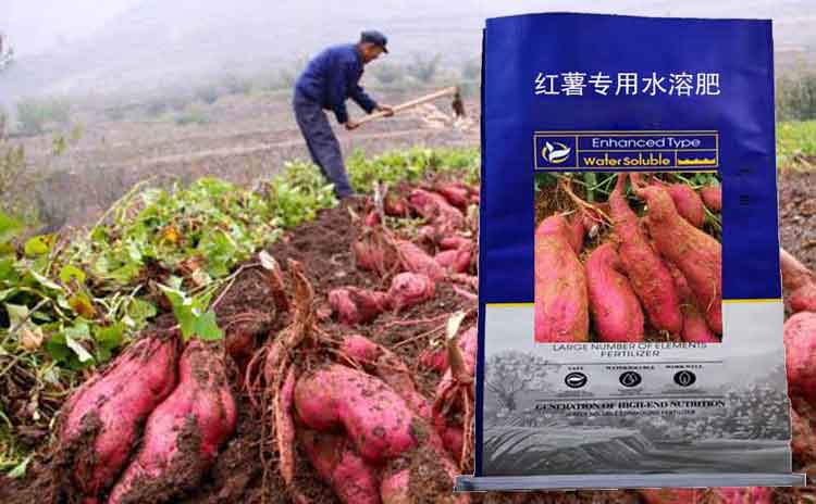 宁夏种植红薯用什莫水溶肥好?请选红薯专用肥!-寿光红旗科技有限公司