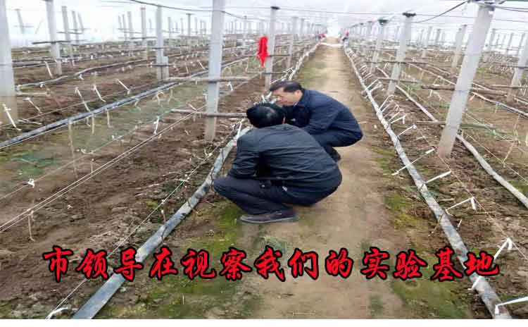 为什莫说找一个合作厂家比找个媳妇还难?-寿光红旗科技有限公司