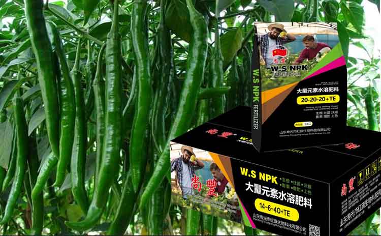 辣椒的种植技术您了解吗?辣椒用什么水溶肥合适?-寿光红旗科技有限公司