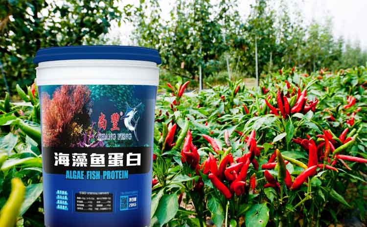 辣椒的种植技术您了解吗?辣椒用什么水溶肥合适?-寿光红旗科技有限公司