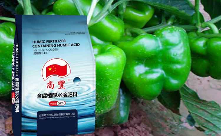 辣椒的种植技术您了解吗?辣椒用什么水溶肥合适?-寿光红旗科技有限公司