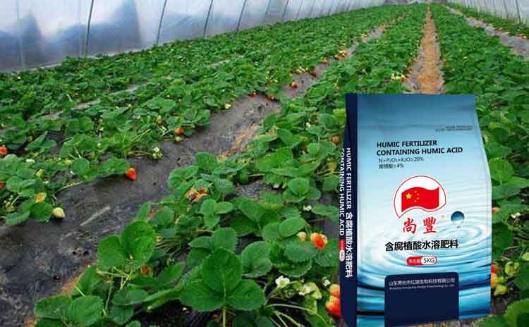 有机肥水溶肥可以代替有机肥吗?-寿光红旗科技有限公司