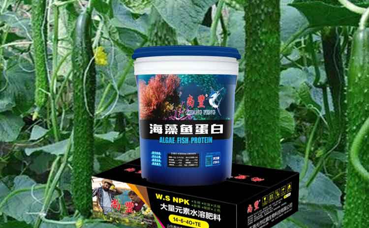 刚定植上的黄瓜冲施什么水溶肥好?如何才能够让黄瓜增产增值?-寿光红旗科技有限公司