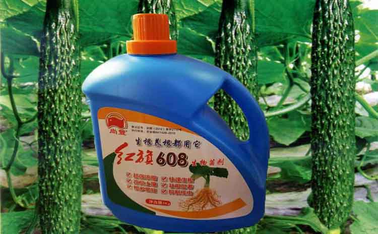 青海黄瓜用什么水溶肥好?寿光水溶肥生产厂家为您解析!-寿光红旗科技有限公司
