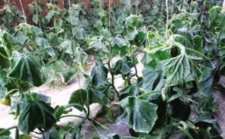 为何蔬菜浇水之后出现萎蔫现象?是跟冲施的水溶肥有关吗?-寿光红旗科技有限公司