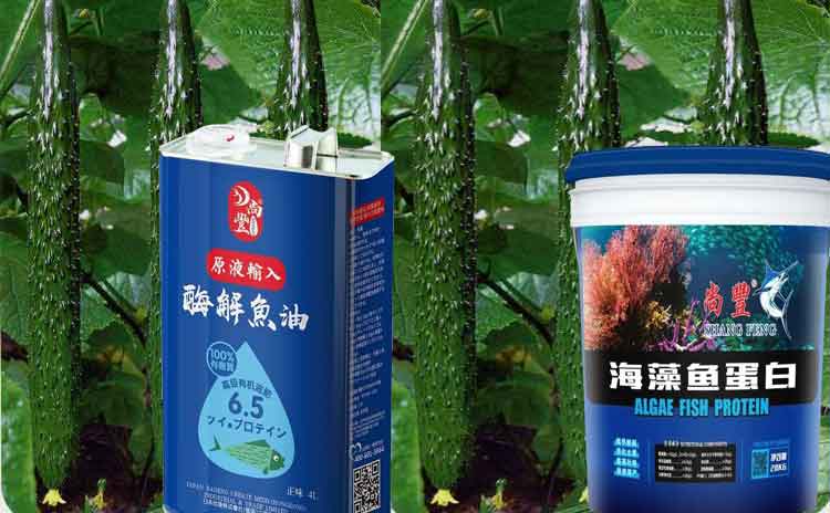 夏季拱棚黄瓜用什么样的水溶肥增加产量?夏季拱棚如何管理?-寿光红旗科技有限公司