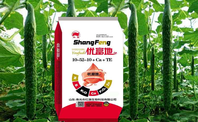 夏季拱棚黄瓜用什么样的水溶肥增加产量?夏季拱棚如何管理?-寿光红旗科技有限公司