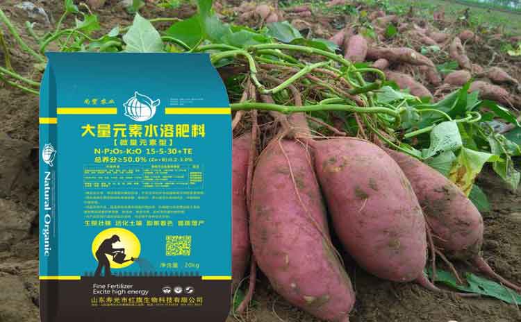 地瓜用什么肥料好?寿光市红旗地瓜专用肥-寿光红旗科技有限公司