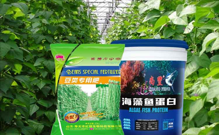 如何在能够让豆角高产丰收?该怎样使用水溶肥料?-寿光红旗科技有限公司