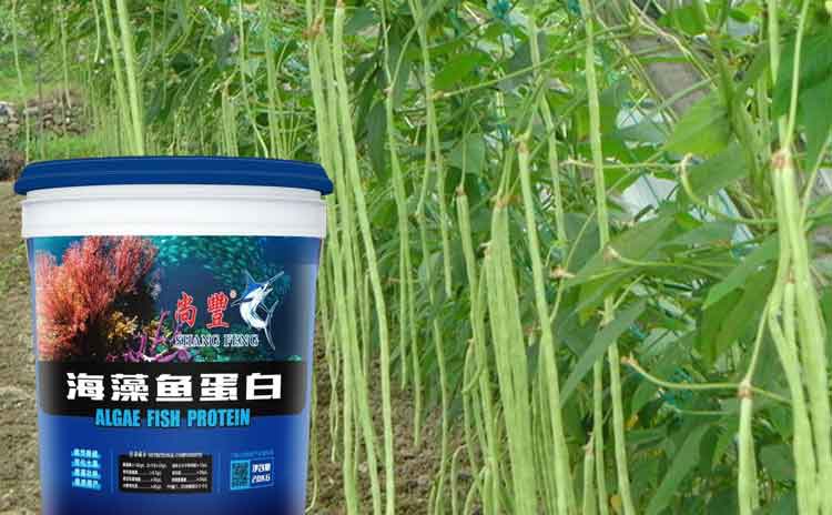 如何在能够让豆角高产丰收?该怎样使用水溶肥料?-寿光红旗科技有限公司