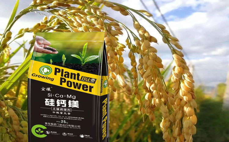 硅肥对于作物的生长有何作用?请看专家为您解析!-寿光红旗科技有限公司