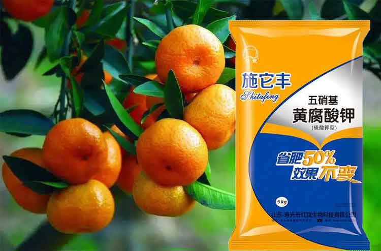 柑橘为何出现大小不等现象?寿光水溶肥专家告诉您真相!-寿光红旗科技有限公司